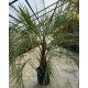 Geleepalme - Butia capitata 120-180 cm inkl.Versand